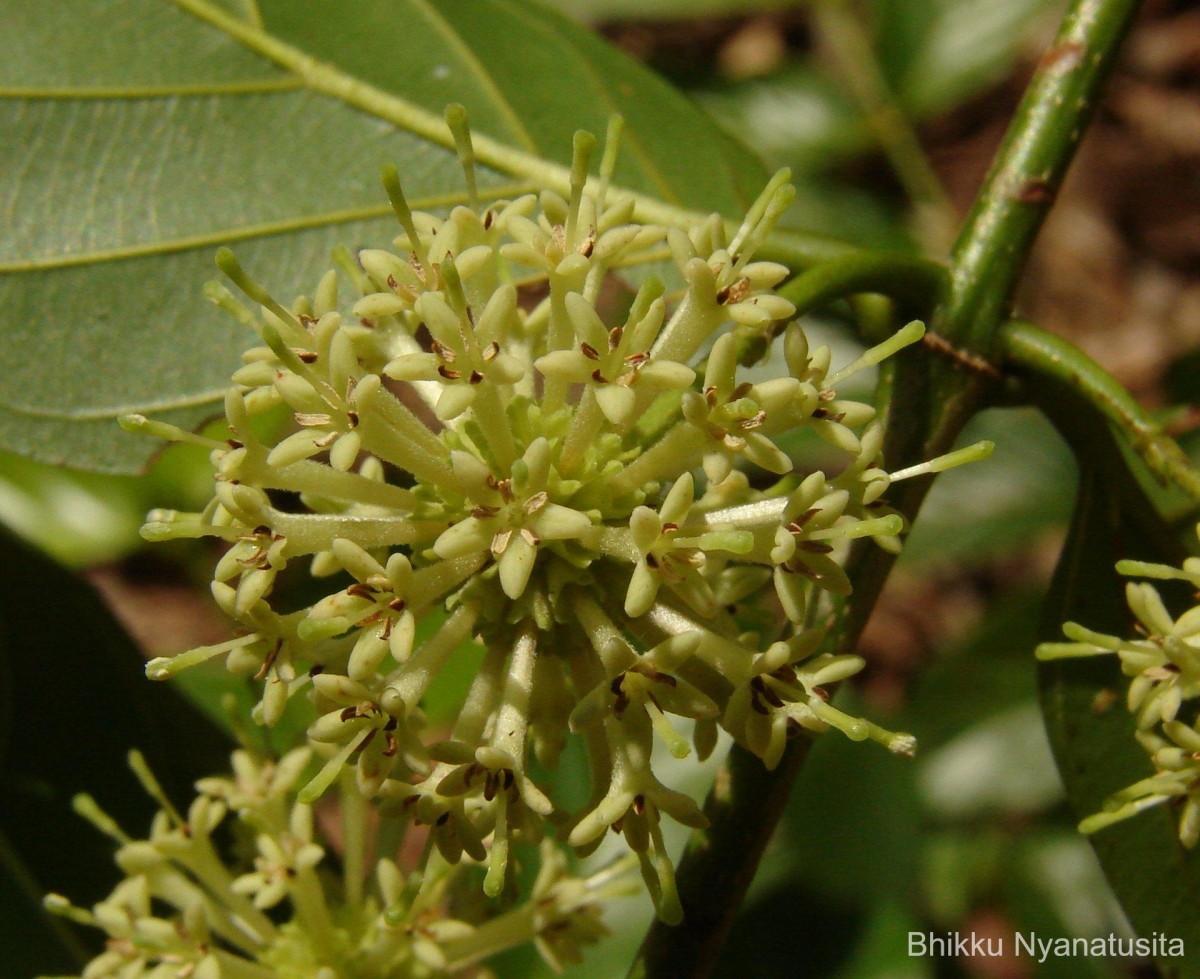 Uncaria elliptica R.Br. ex G.Don